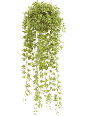 Hanging Busch