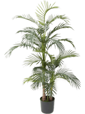 Buisson (24 lvs.)