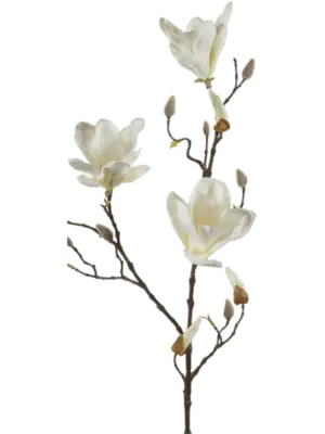 Zweig Cream