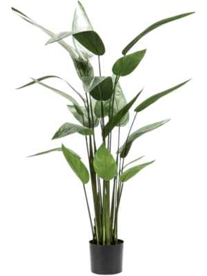Tuft (22 lvs.)