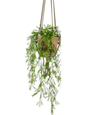 Hanging Busch