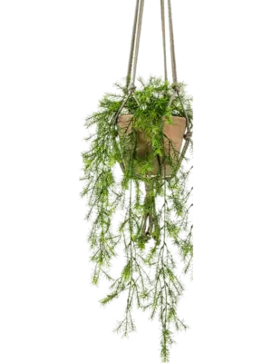 Hanging Busch