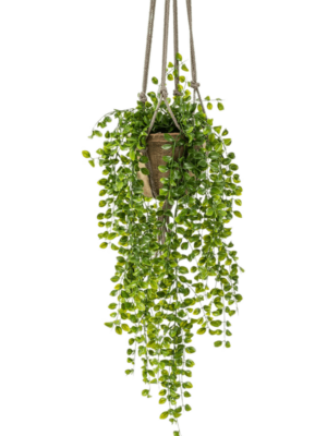 Hanging Bush