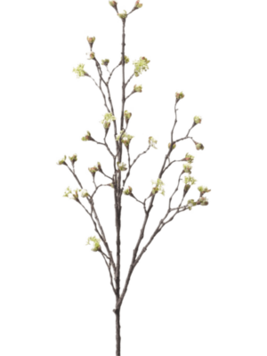 Branch Cream