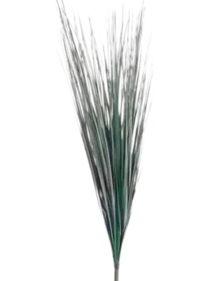 Grass