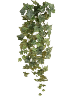 Hanging Bush