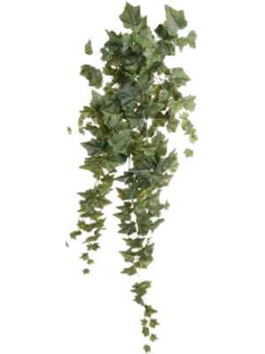 Hanging Bush