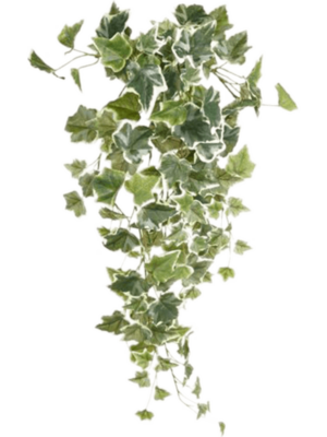 Hanging Bush