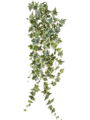 Hanging Bush