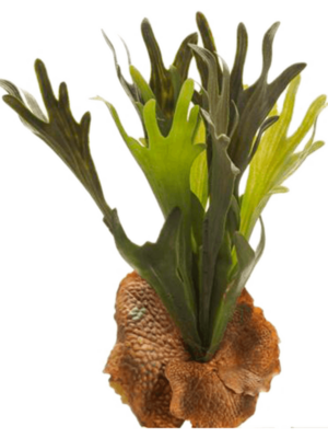 Tuft (15 Lvs.)