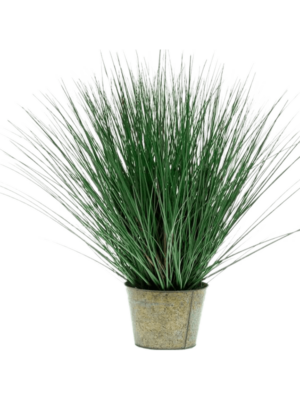 Bush