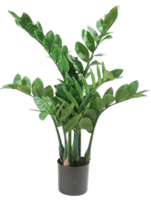Tuft (116 lvs.)