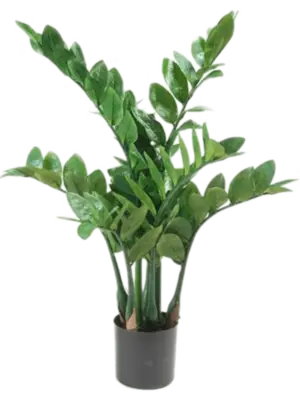 Tuft (116 lvs.)