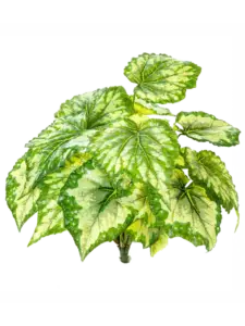 Begonia