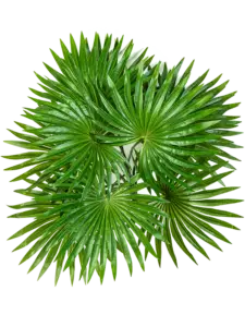 Palm