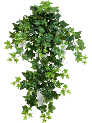 Hanging Busch (12x)