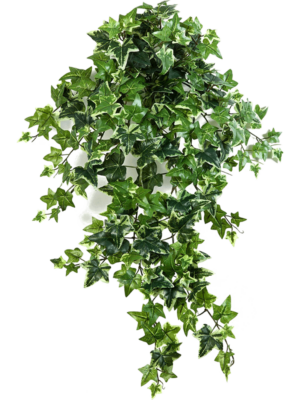 Hanging Busch (12x)