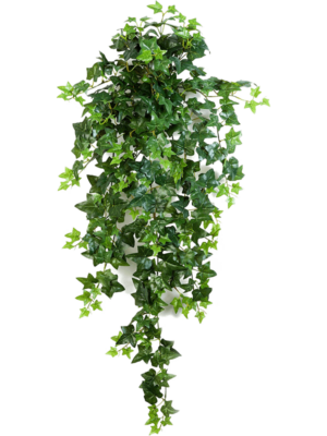 Hanging Busch (15x)