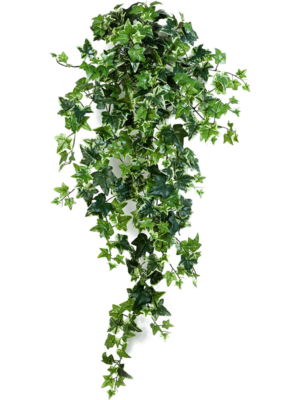 Hanging Busch (15x)