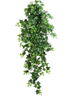 Hanging Busch (18x)
