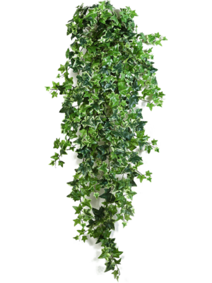 Hanging Busch (18x)