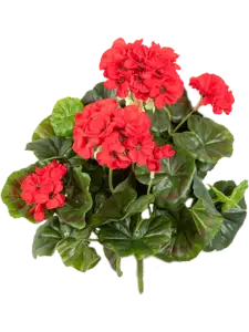 Geranium