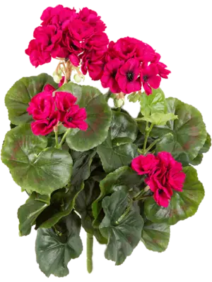 Busch Violet (7x)