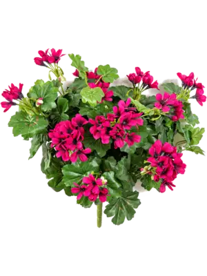 Busch Violet (7x)