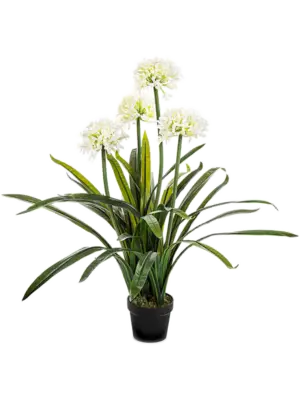White (with pot)