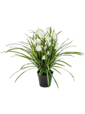 White (with pot)