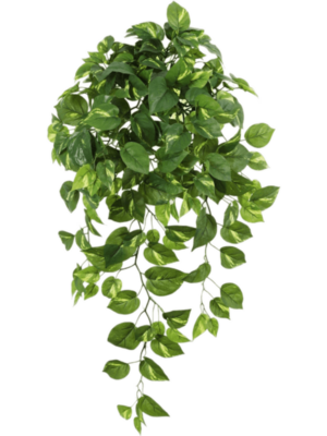 Bush