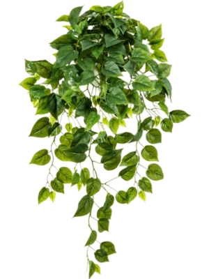 Hanging Bush (232 lvs.)