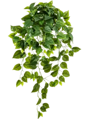 Hanging Bush (232 lvs.)