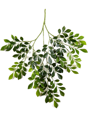 Bush (181 lvs.)