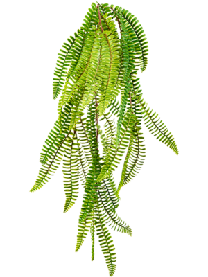 Hanging Bush