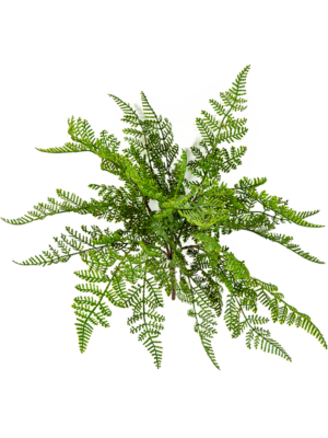 Bush
