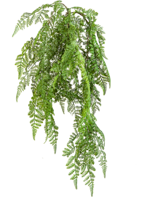 Hanging Bush