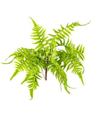 Buisson
