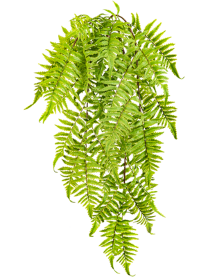 Hanging Bush