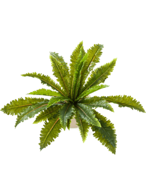 Bush