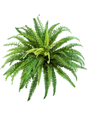 Bush (76 lvs.)