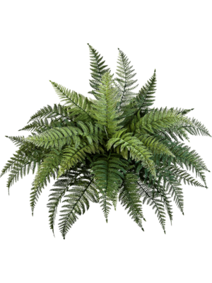Bush