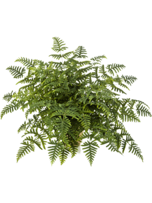 Bush
