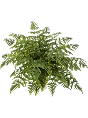 Bush