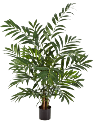 Bush