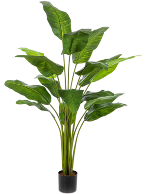6' Palm (16 lvs.)