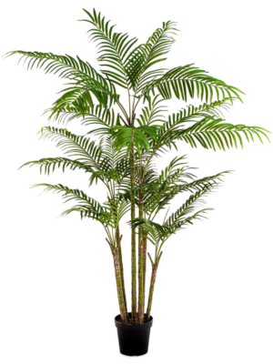 7' Palm (816 lvs.)