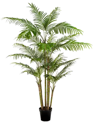 7' Palm (816 lvs.)