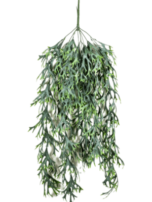 Hanging Busch Vine