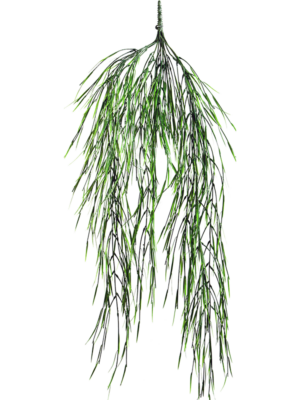 Hanging Busch (15 lvs.)